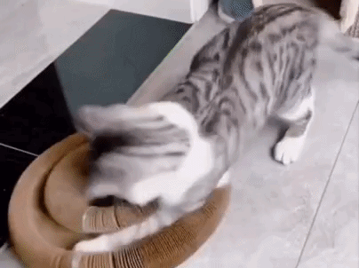 Langweilt sich deine Katze heimlich?