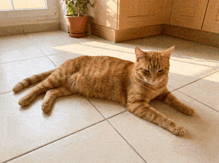 Überhitzt deine Katze heimlich?